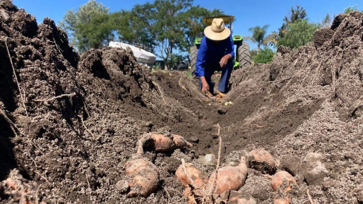 En Puebla disminuyó la producción del camote un 67